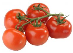 Strauchtomaten