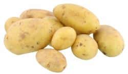 Kartoffel Solist